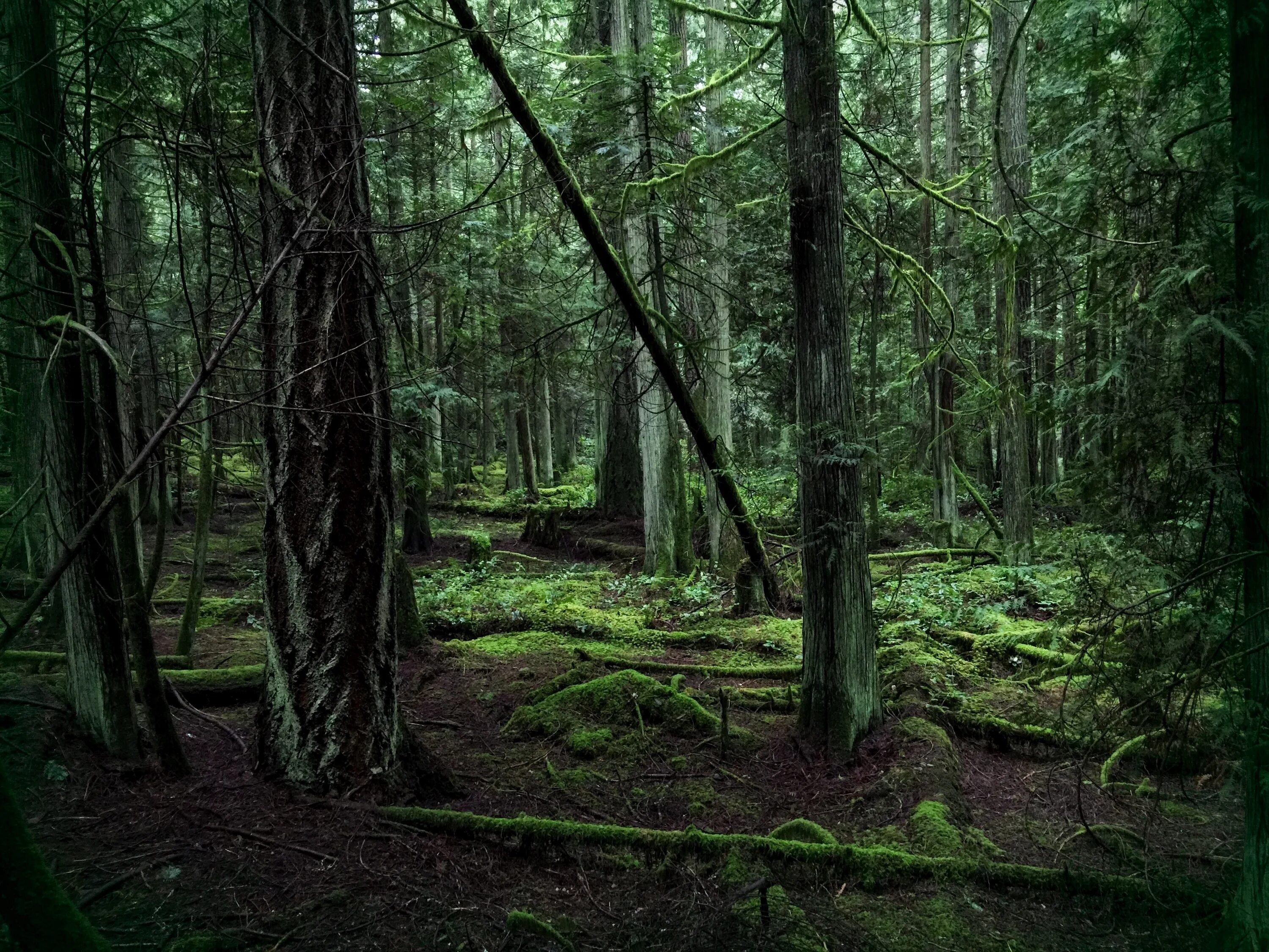 Forest clearing. Лесные заросли. Страшный лес. Лесная чаща. Глубина леса.