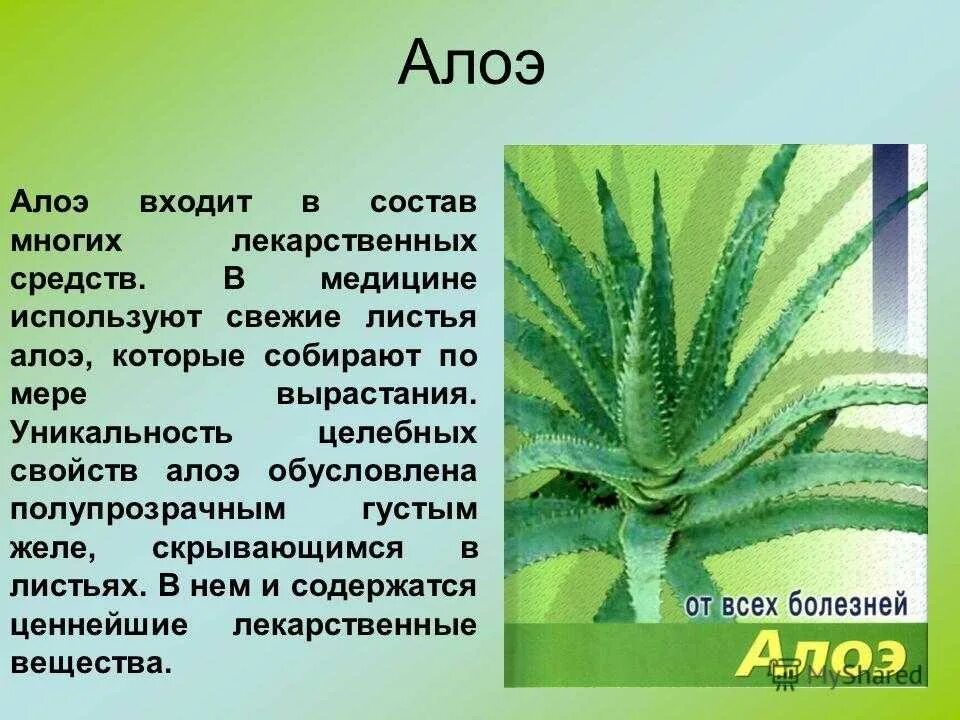 Комнатное растение алоэ столетник. 1. Алоэ древовидное (столетник). Сообщение о комнатном растении алое. Комнатное растение алоэ доклад. К какой группе относится алоэ