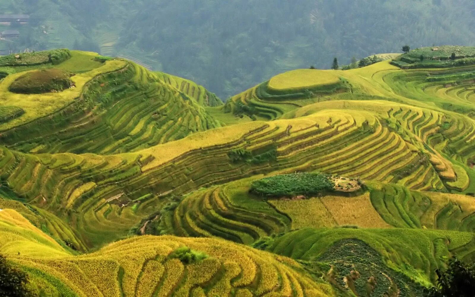 Долина реки Хуанхэ земледелие. Равнины Великая китайская равнина. Вьетнам Хуанхэ. Великая китайская равнина рельеф.