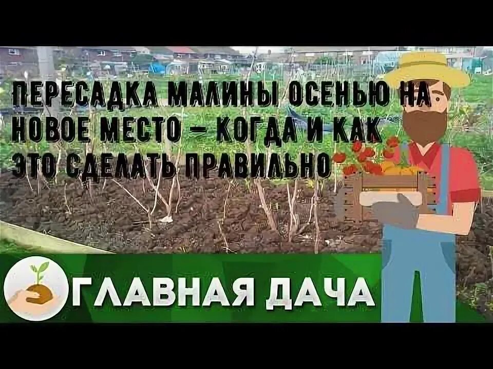 Посадка малины. Садим малину весной правильно. Пересадка малины весной. Малина каскад делайт. Кусты малины весной.