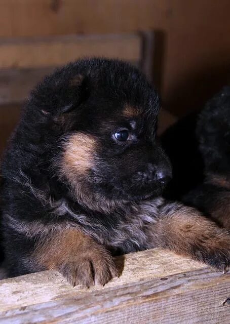 2 Недельные щенки немецкой овчарки. Щенки немецкой овчарки 2 недели. Щенки немецкой овчарки 3 недели. Щенок овчарки 2 недели. Щенки немецкой в добрые