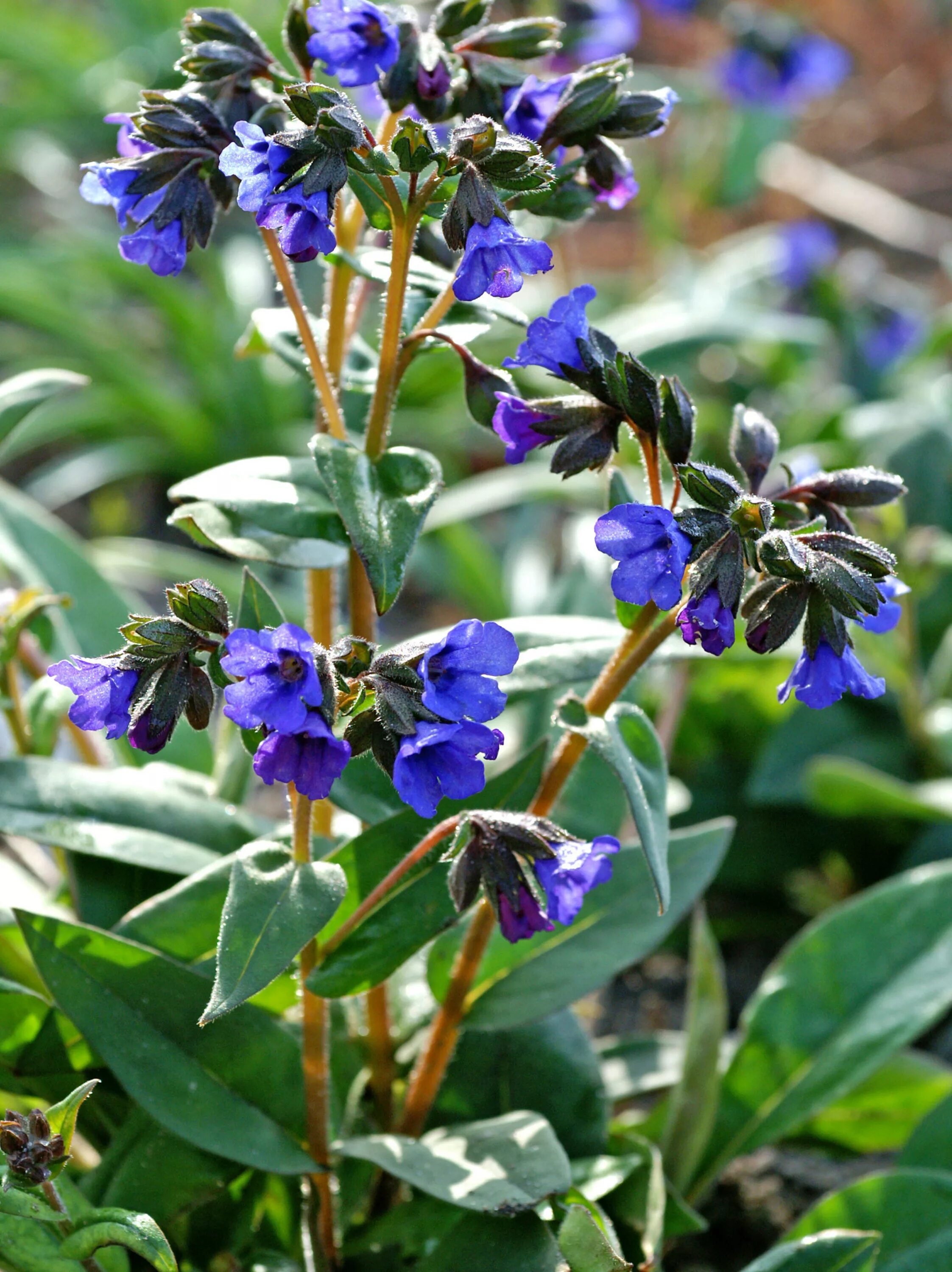 Медуница Блю Энсайн. Медуница (Pulmonaria). Медуница blaues meer. Медуница гибридная Блю Энсайн. Как выглядит цветок медуница