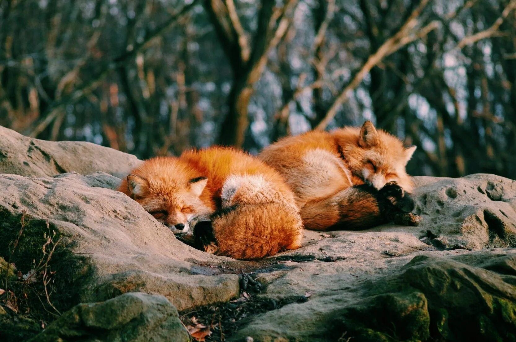 Четверо лисят. Рыжие животные. Спящий Лисенок. Спящие лисы.