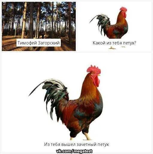 Девушка петух совместимость. Девушка петух совместимость. Таблица совместимости знаков. Девушка петух совместимость. Совместимость змеи и петуха в любви и браке.