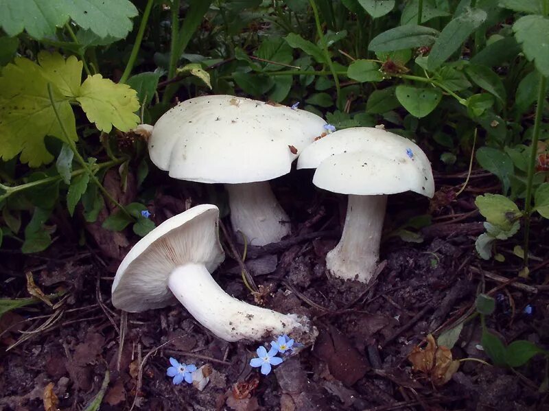 Как называется гриб белого цвета. Майский гриб calocybe gambosa. рядовка майская calocybe gambosa. майский гриб рядовка майская. рядовка белая.