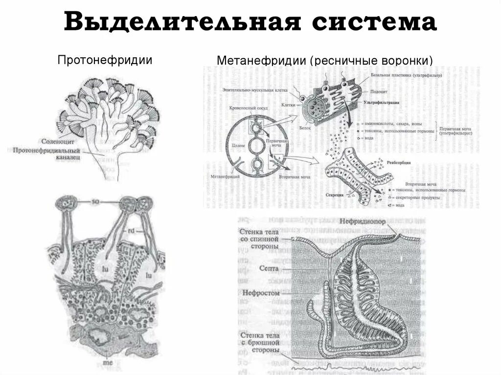 Система метанефридиального типа. Выделительная система протонефридии. нефридии и метанефридии. схема строения протонефридия. кольчатые черви метанефридии.