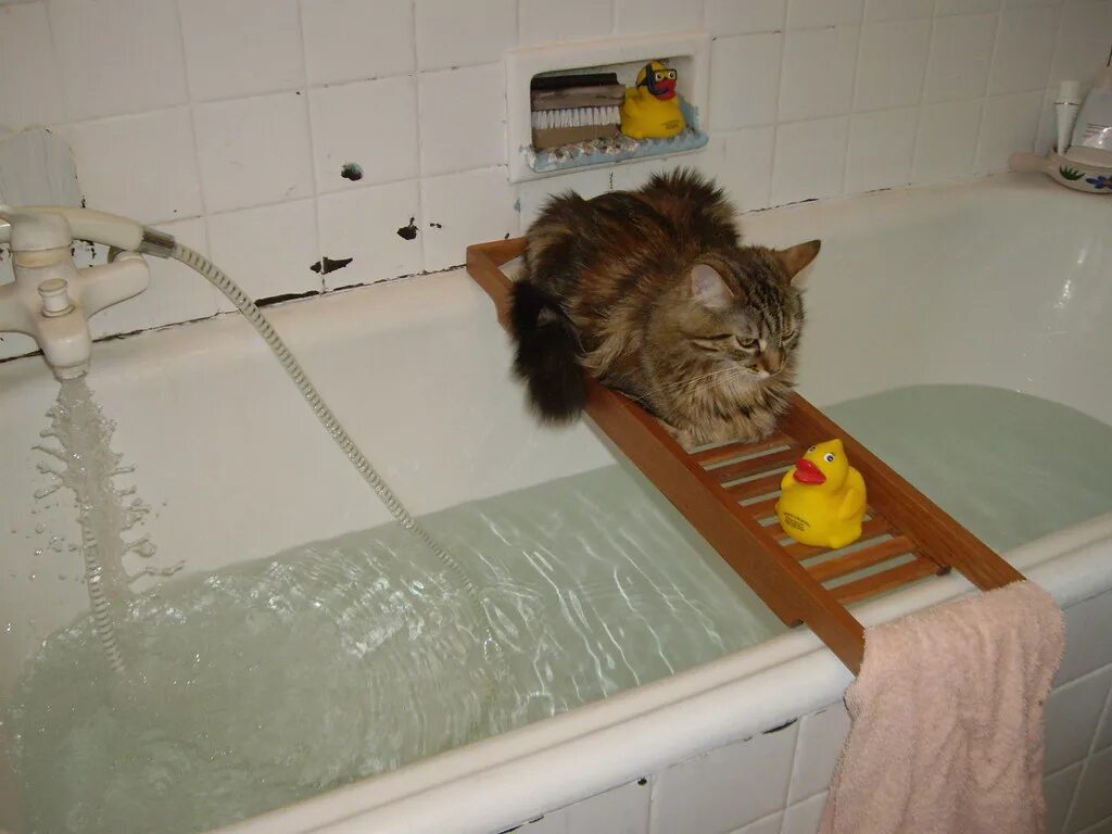 Нужно мыть сразу. Мытье котов. Кот купается. Котик в ванной. Кошка купается в ванной.