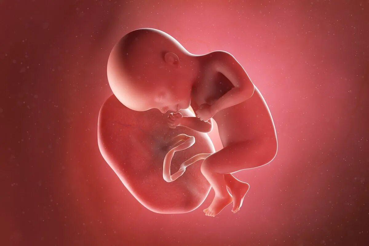 27 недель беременности как выглядит. Эмбрион в виде сердечка.