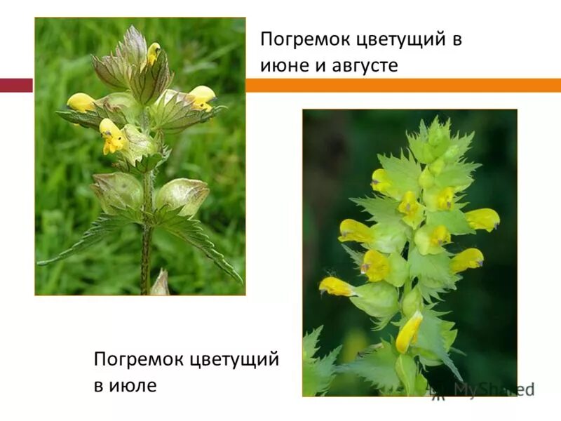 Сезонная изоляция это в биологии. Формы естественного отбора дизруптивный. Погремок раннецветущий. Погремок раннецветущий. Погремок видообразование.