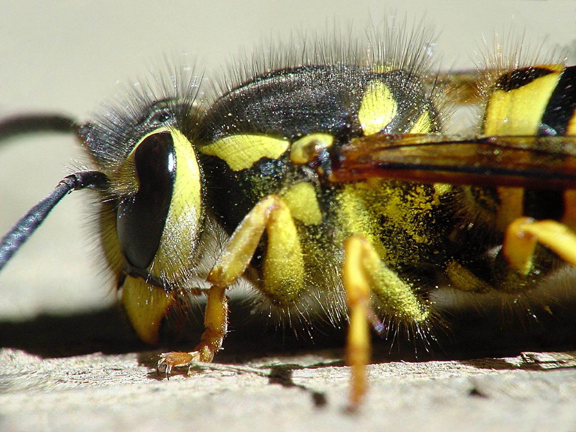 Домашние насекомые пчелы. Восточный Шершень Vespa orientalis. Оса Yellow Jacket. Шершень Оса пчела жало. Оса Yellow Jacket и Оса.