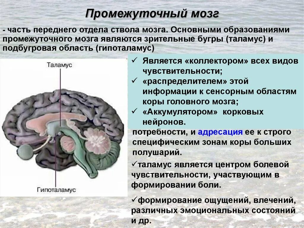 Части промежуточного мозга. Подбугровая область промежуточного мозга. Ствол мозга и промежуточный мозг. Гипоталамус надбугровая.