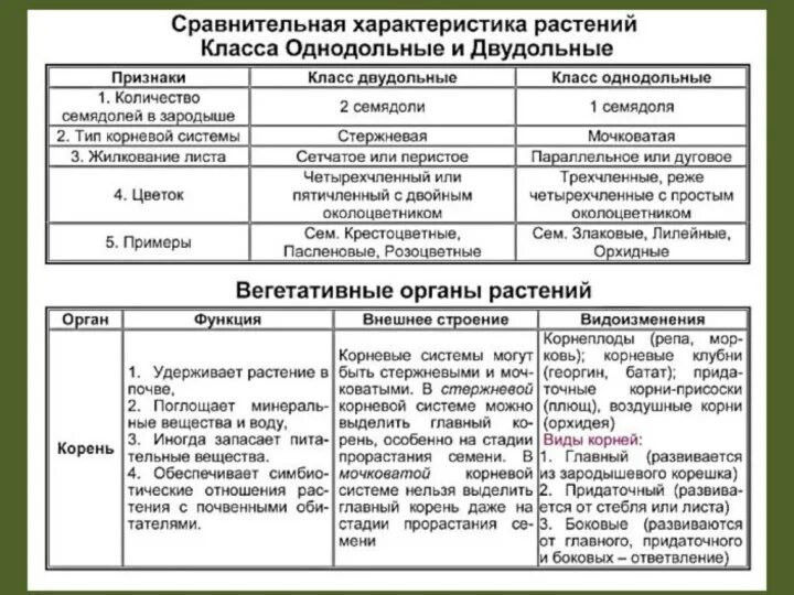 Биология 6 класс таблица. Строение растений таблица. Таблица по биологии. Характеристика отделов растений.