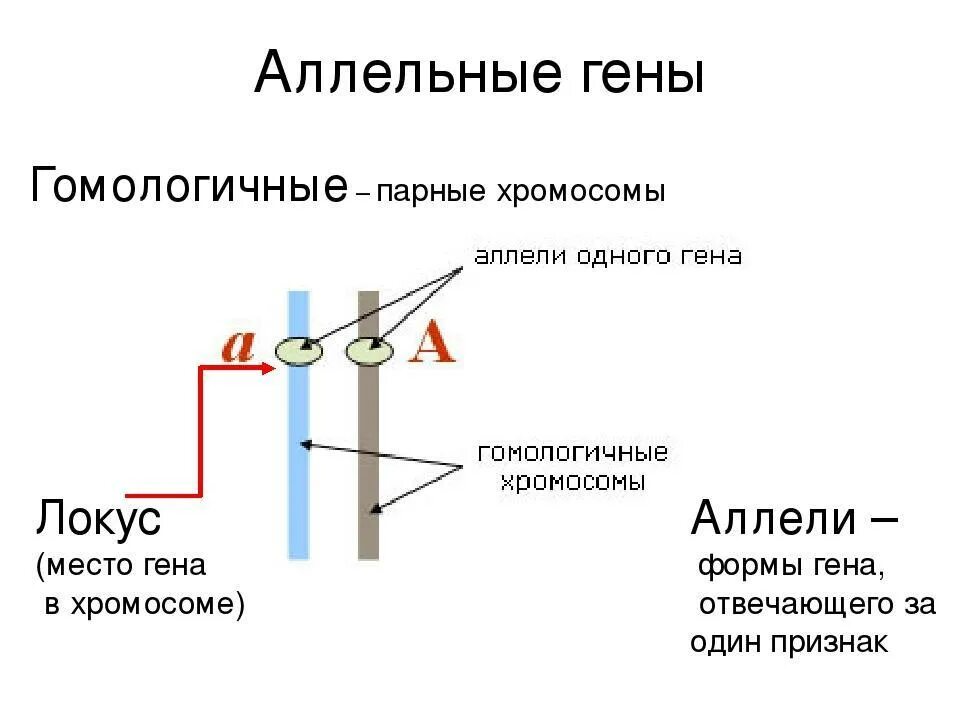 Аллельные гены Локус. Аллельные гены это в биологии. Что такое ген аллельные гены. Аллель и аллельные гены. Аллельные гены расположены в одной хромосоме