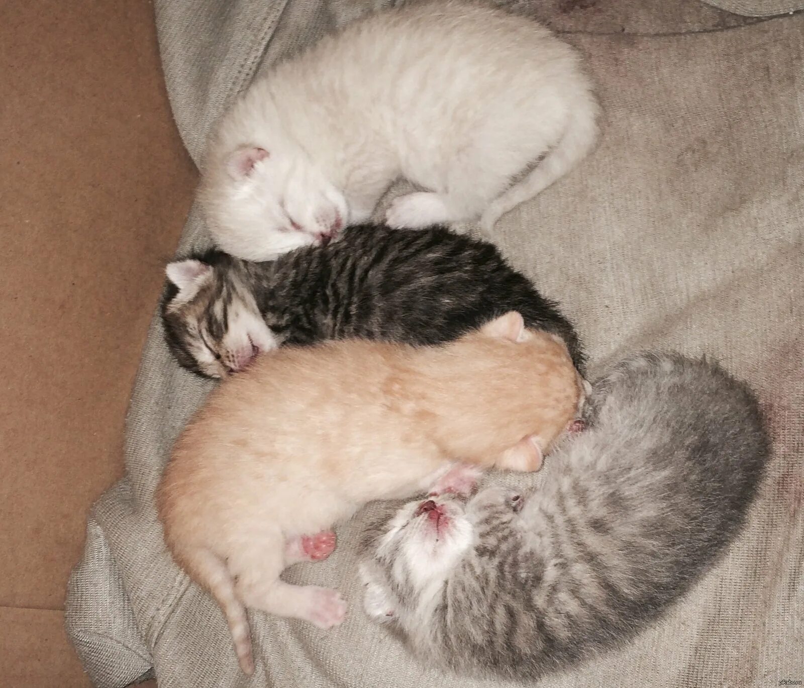 Новорожденные котята купить. Новорожденные котята Шотландские вислоухие. Новорожденные котята табби. Новорожденные котята британский короткошерстный. Маленькие котята Новорожденные.