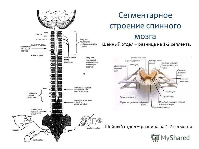 Спинной мозг понятие