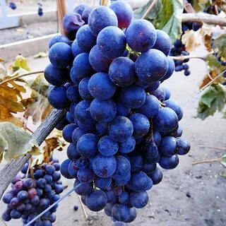 Мускат изюмский виноград описание сорта фото отзывы