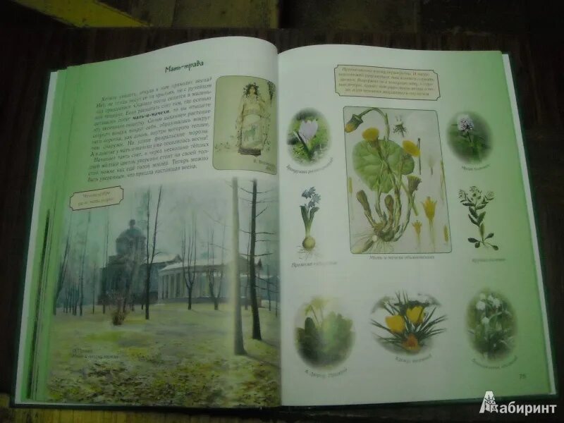 Занимательная ботаника для малышей. Детский травник книга. Проект травник для детей.