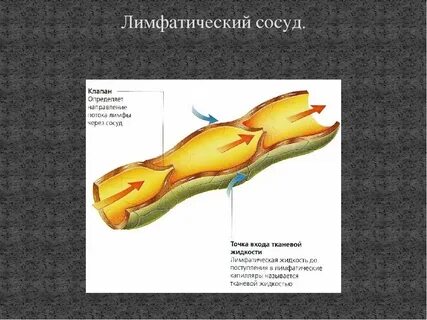 Тканевой состав органа