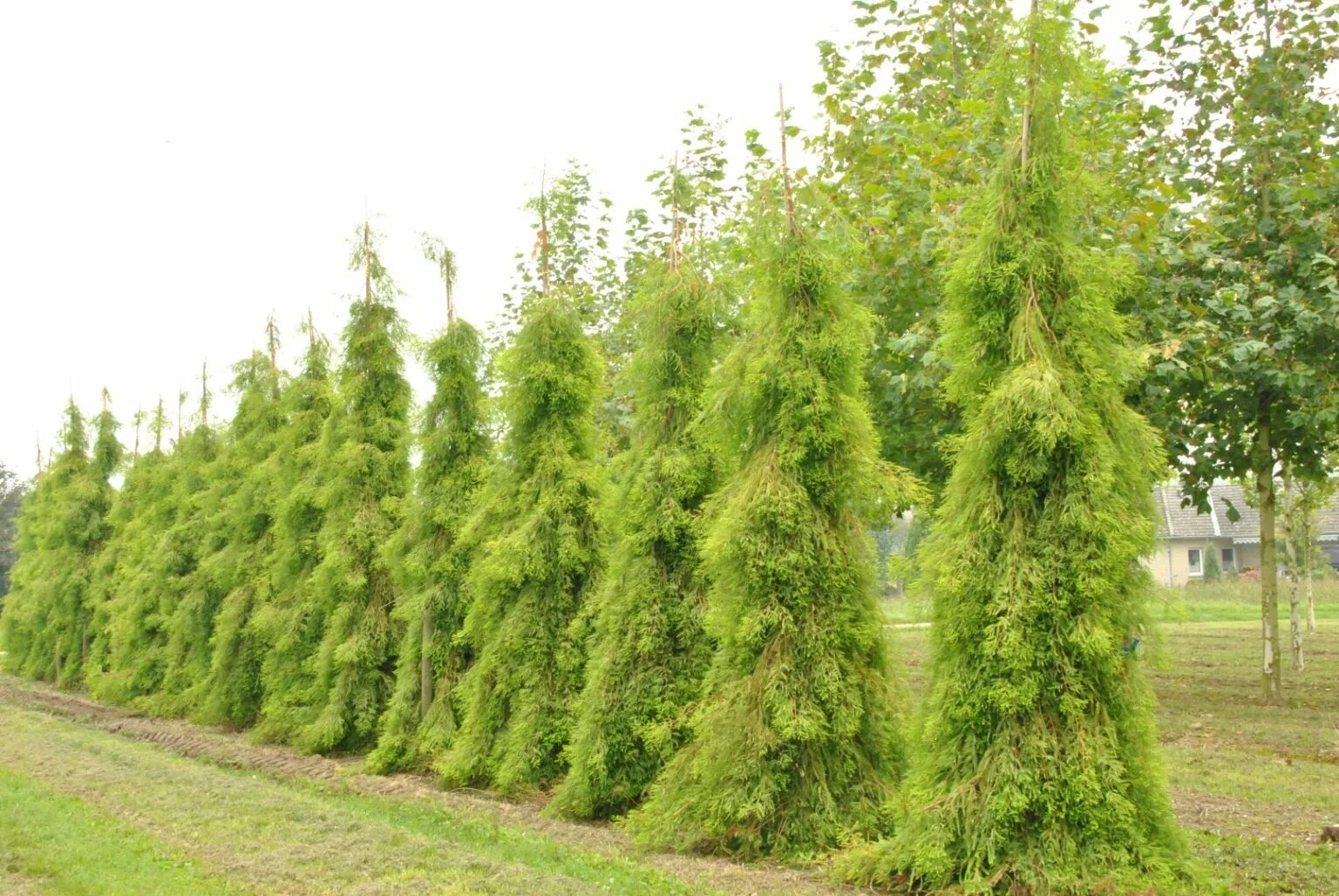 Таксодиум. Таксодиум болотный. Таксодиум мексиканский дерево. Таксодиум. Таксодиум хвоя.