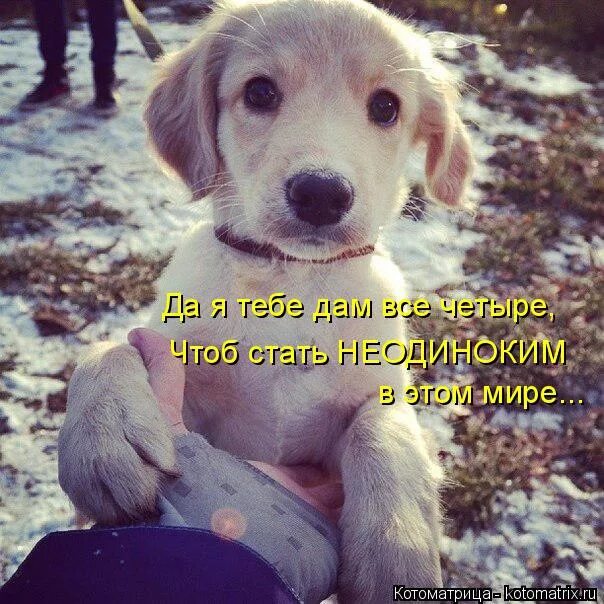 хороший чтоб стать собакой.