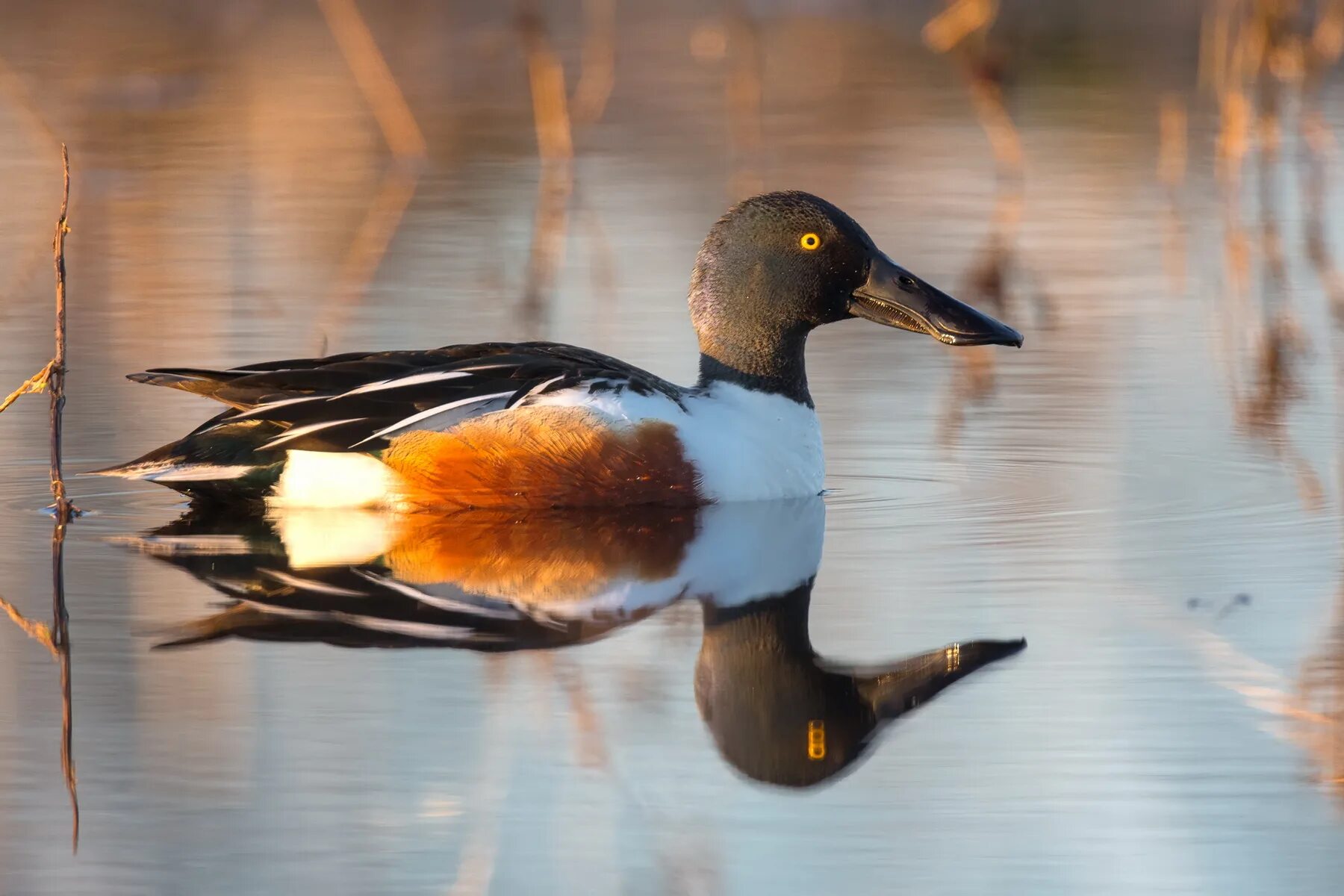 Отряд птиц гусеобразные. Отряд гусеобразные представители. Гусеобразные представители. Отряд гусеобразные. Систематика отряда гусеобразных.