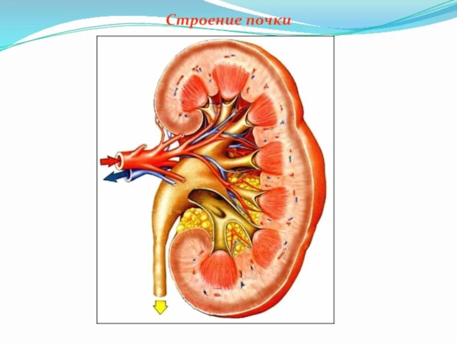 Строение почки рисунок. Строение почки в разрезе. Строение почки 8 класс биология. Схема строение почки биология 8 класс.