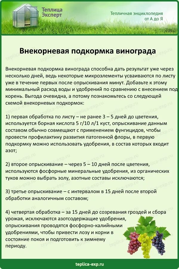 Какое удобрение лучше вносить весной. Подкормка винограда весной схема. Схема внекорневых подкормок винограда. Схема подкормок винограда удобрениями. Схема подкормки винограда минеральными удобрениями.