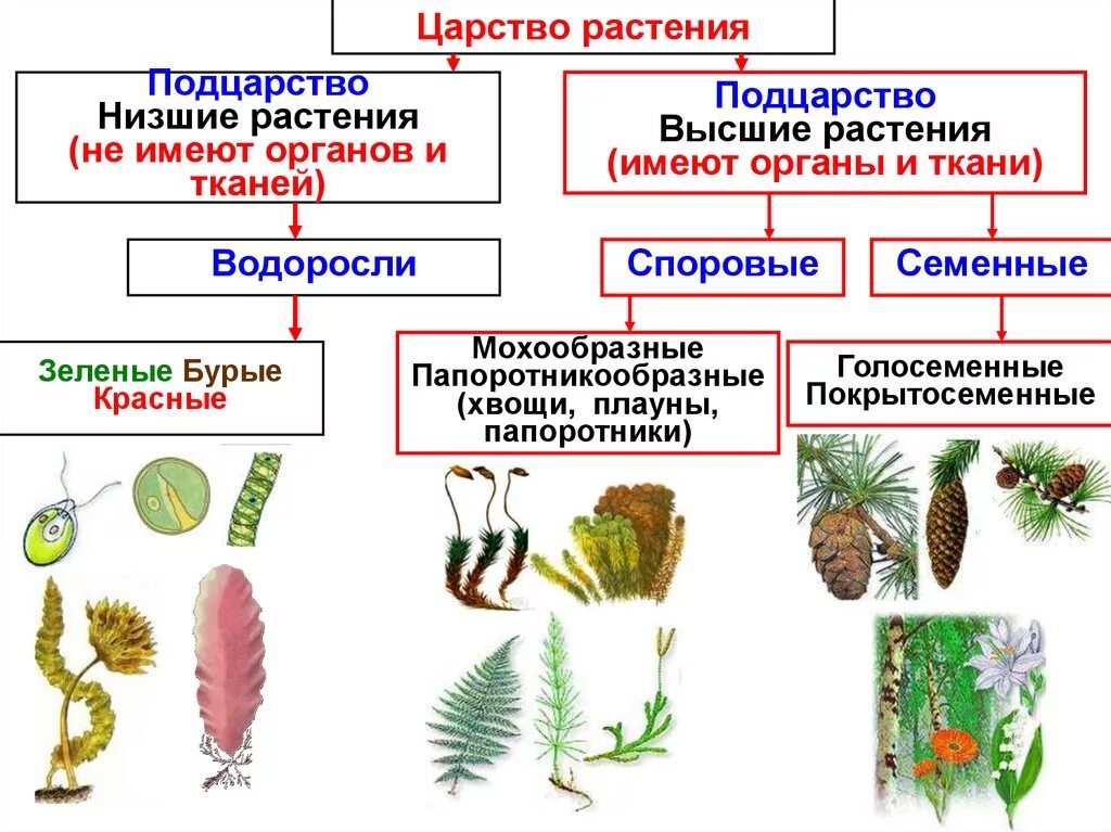 Классификация высших споровых растений схема. Царство растения Подцарство высшие растения. Споровые растения низшие высшие схема. Отделы растений в биологии схема.