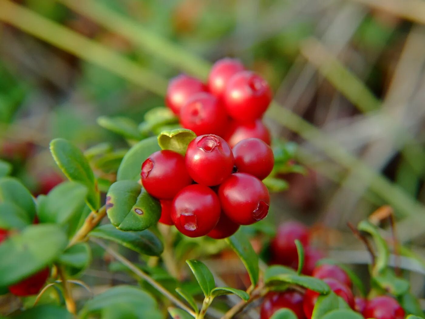 Брусника обыкновенная – Vaccínium Vítis-idaéa. Брусника обыкновенная (Vaccinium Vitis-idaea). Брусника обыкновенная (Vaccinium Vitis-idaea l.). Брусника обыкновенная (Vaccinium Vitis-idaea Red Pearl p9).