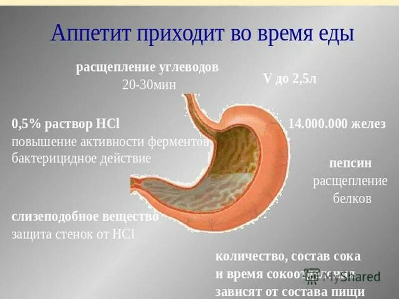 ротовая полость желудок пепсин