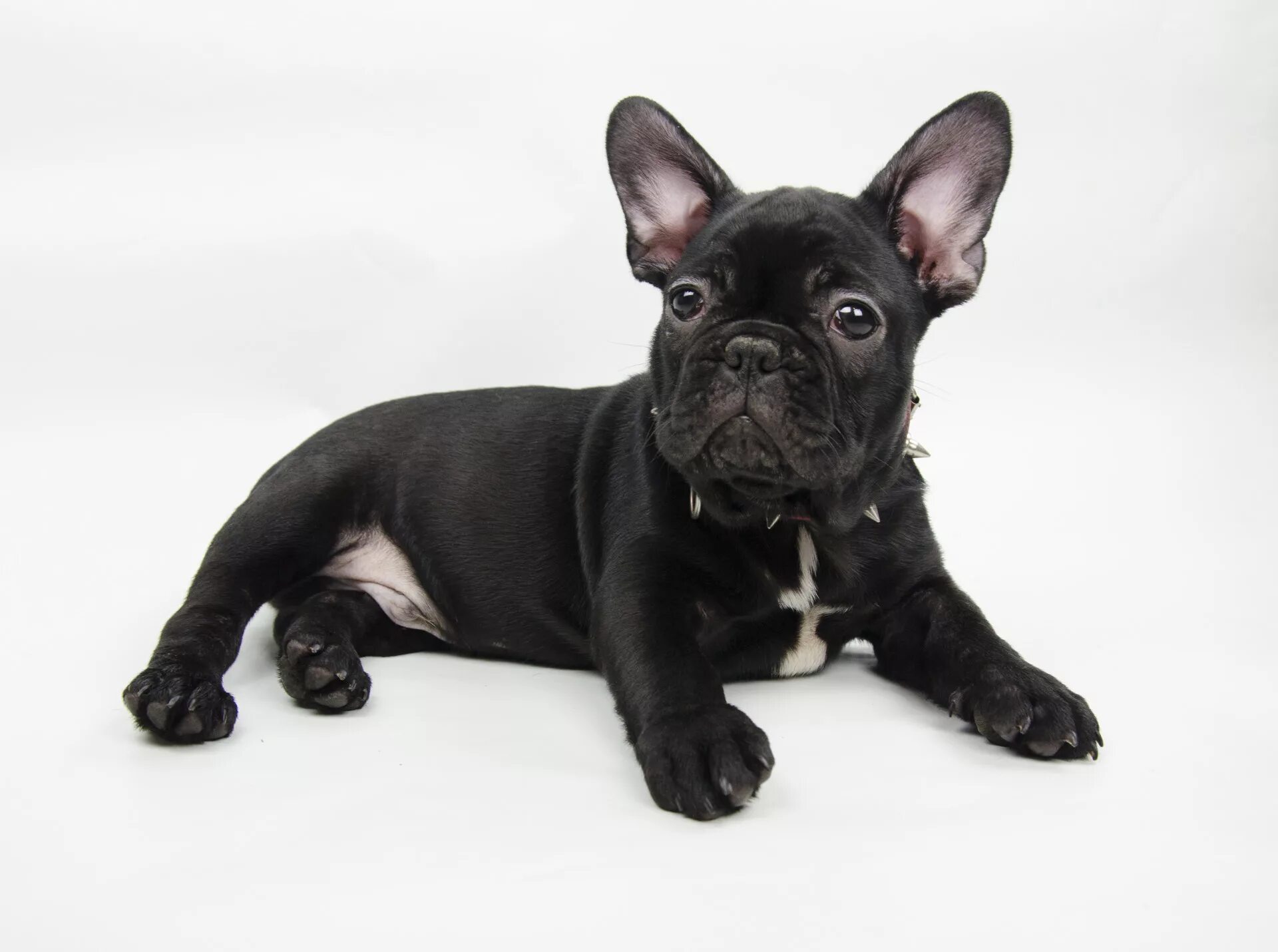 Французские бульдоги москва и область. Французский бульдог мэджик. Французские бульдоги москва и область. Фр. Питомники французский мини бульдогов.