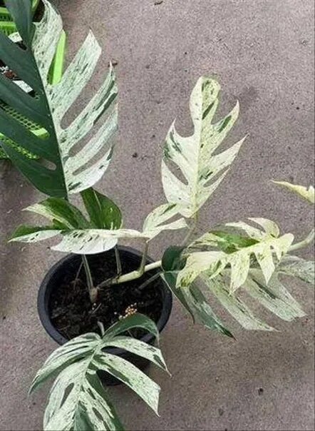 Эпипремнум marble queen. Эпипремнум марбл эппл. Монстера марбл планет. Эпипремнум марбл эппл. Эпипремнум марбле квин.
