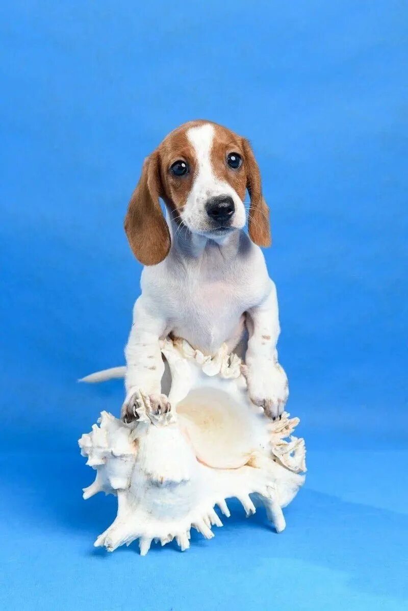 Такса американский пайболд. Такса окрас пайболд. Такса окрас пайболд. Кроличья такса пайболд. Пайболд.