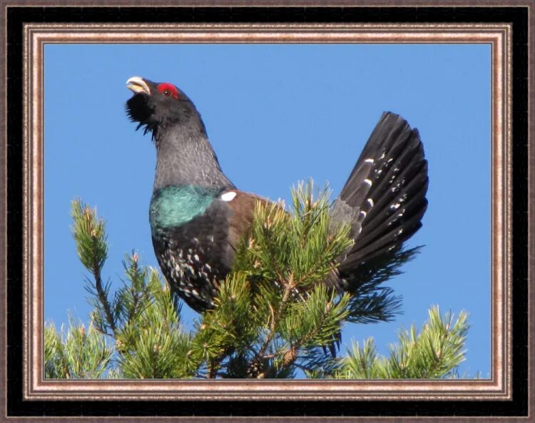 глухариные зори. лапландский заповедник глухарь. водопад на глухарином. нижнесвирский заповедник глухарь. глухариная заря.