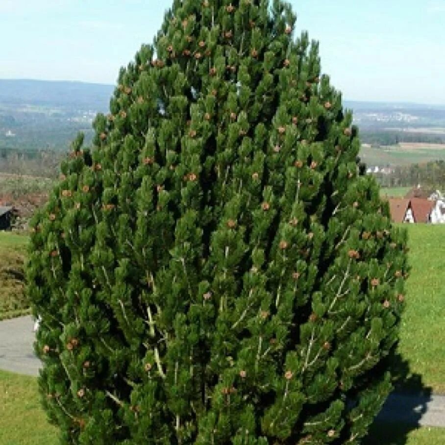 Pinus heldreichii
