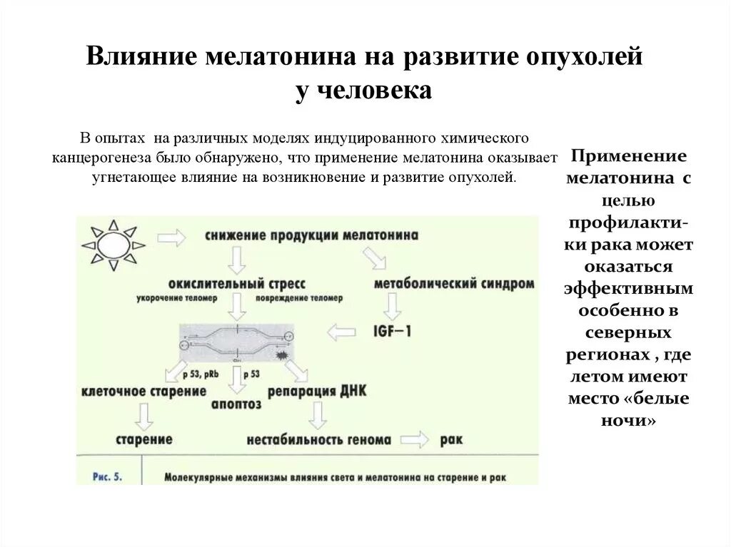 Схема выработки мелатонина. • Физиологические эффекты мелонина.. Влияние мелатонина. Основные физиологические эффекты мелатонина.