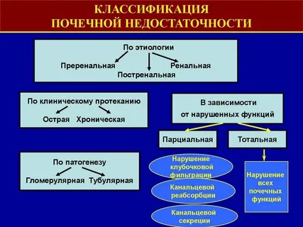 Виды почечных