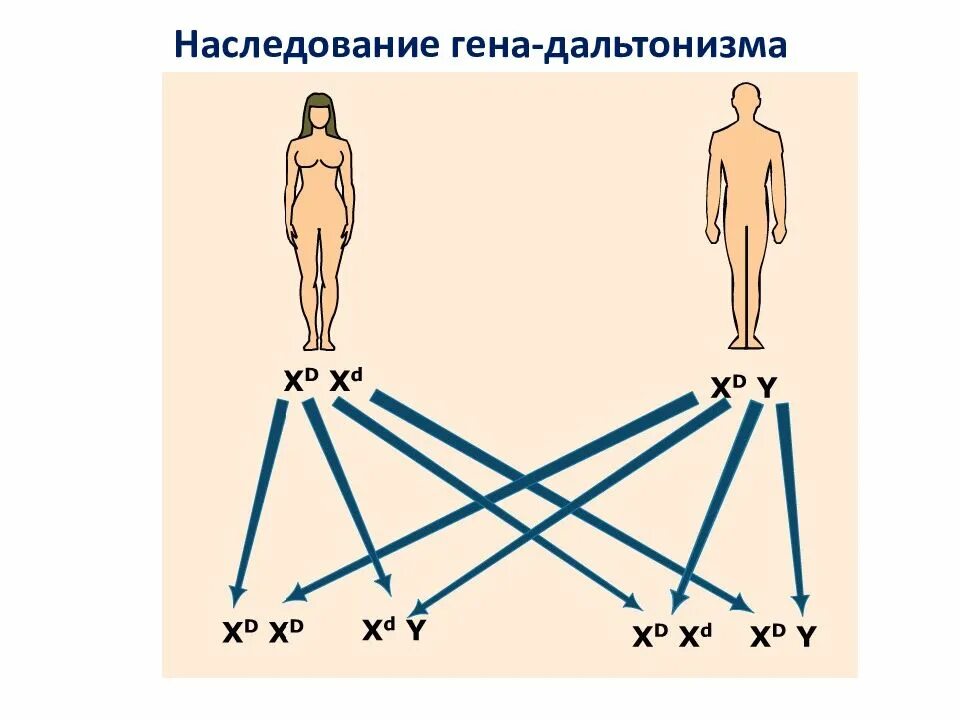 Ген генотип наследственность. Дальтонизм генетика Тип наследования. Дальтонизм Тип наследования аутосомно. Передача дальтонизма по наследству схема. Ген дальтонизма.