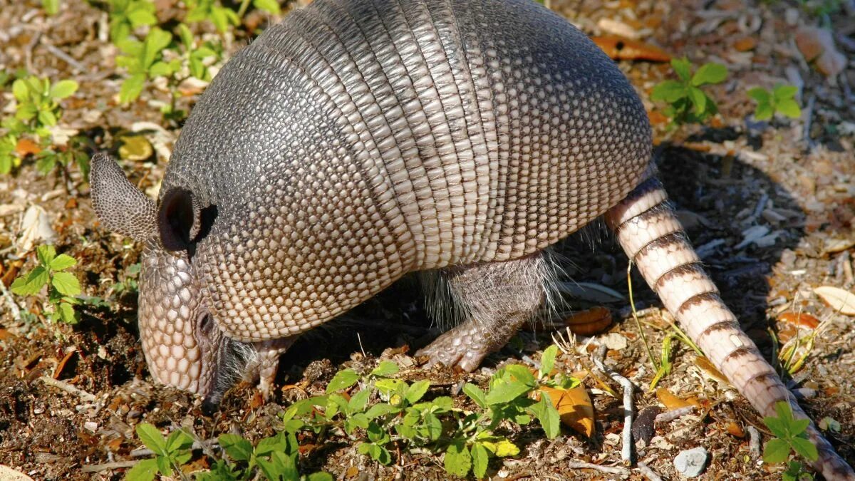 Nine-banded armadillo. Броненосец. Чендлер санта. Животные австралии броненосец. Друзья броненосец.