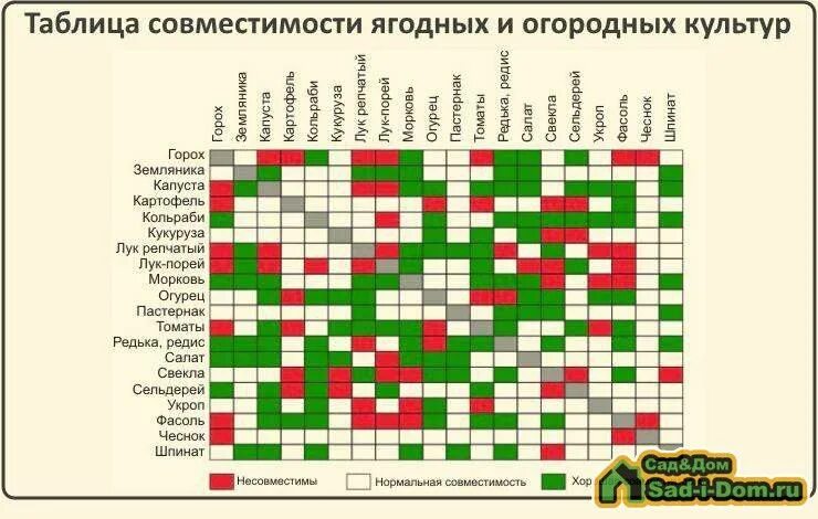 Соседство без регистрации. Совместимость плодово ягодных деревьев и кустарников. Совместимость плодово ягодных культур в саду таблица. Совместимость ягодных кустарников таблица. Совместимость плодовых деревьев и кустарников в саду таблица.