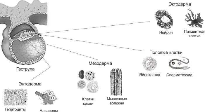 Эктодерма тип клеток. Половые клетки эктодермы. половые клетки энтодерма. функции клеток эктодермы. функции клеток энтодермы.