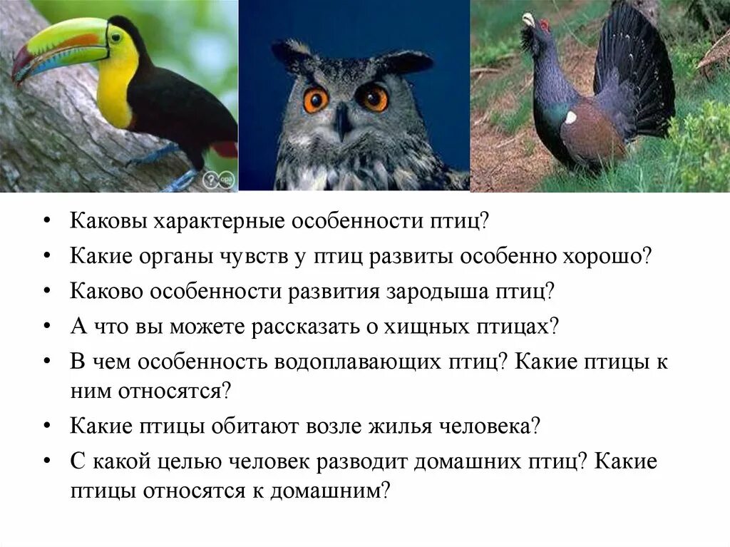 Особенности органов чувств у птиц. Характеристика птиц. Характерные особенности птиц. У птиц хорошо развиты органы.