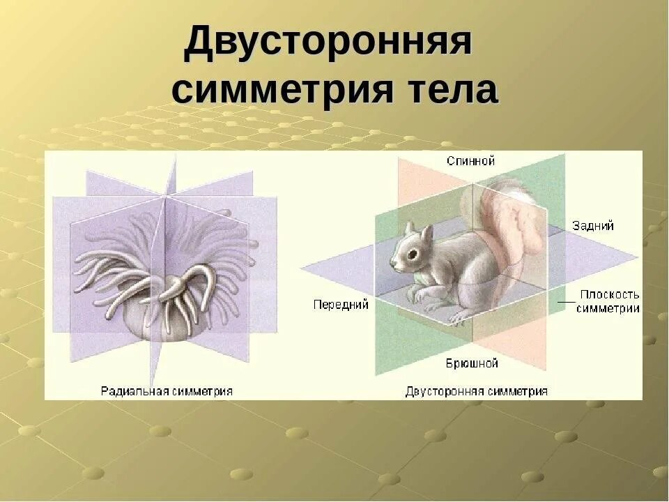 Какие типы симметрии тела. Двусторонняя симметрия. билатеральная симметрия тела. двусторонняя (билатеральная) симметрия. животные с радиальной симметрией.