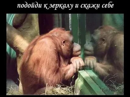 Сходить здесь