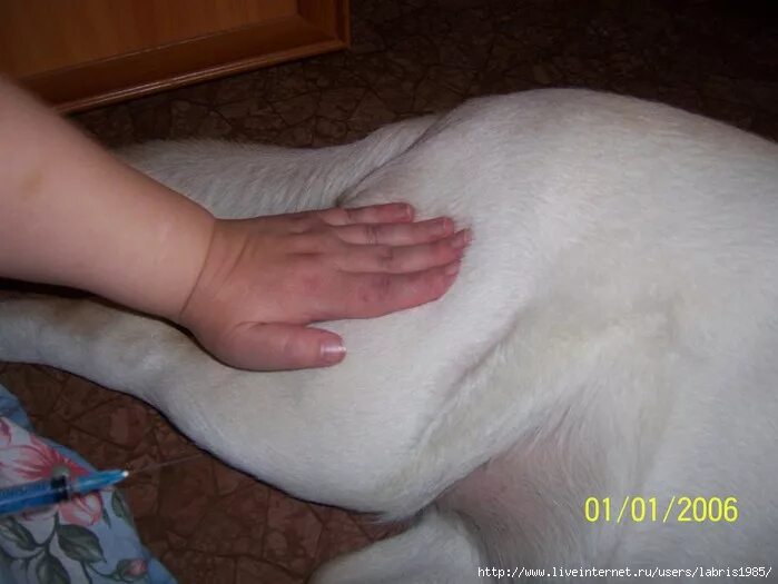 после укола собака