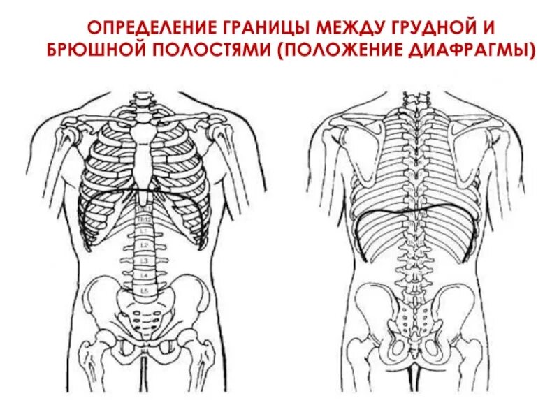 Диафрагма разделяющая грудную и брюшную полость. Грудная и брюшная полость. граница между грудной и брюшной полостью. диафрагма между грудной и брюшной. между грудной и брюшной полостью располагается диафрагма.