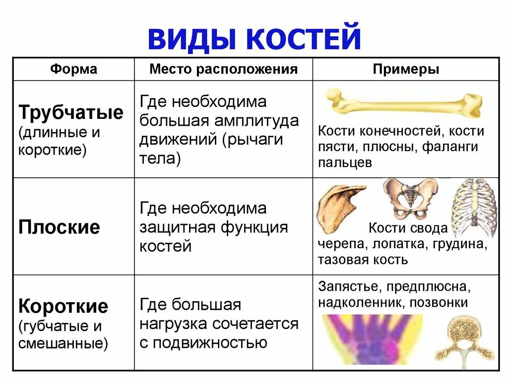 Трубчатые и губчатые кости. Типы костей трубчатые губчатые плоские таблица. Типы костей таблица. Типы костей и их функции. Виды костей человека таблица.