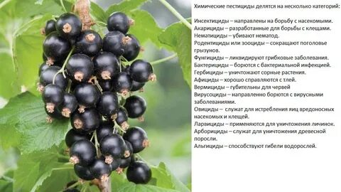 Смородина калории