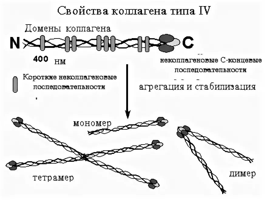 Свойства коллагена. Коллаген 4 типа строение. Коллаген 1 2 3 4 типа. Коллаген 4 типа с 3 Альфа цепь. Коллаген 4 типа структура.