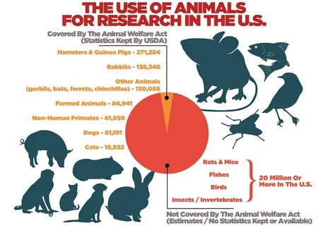 the animals most commonly used in research and dissection, the species excl...